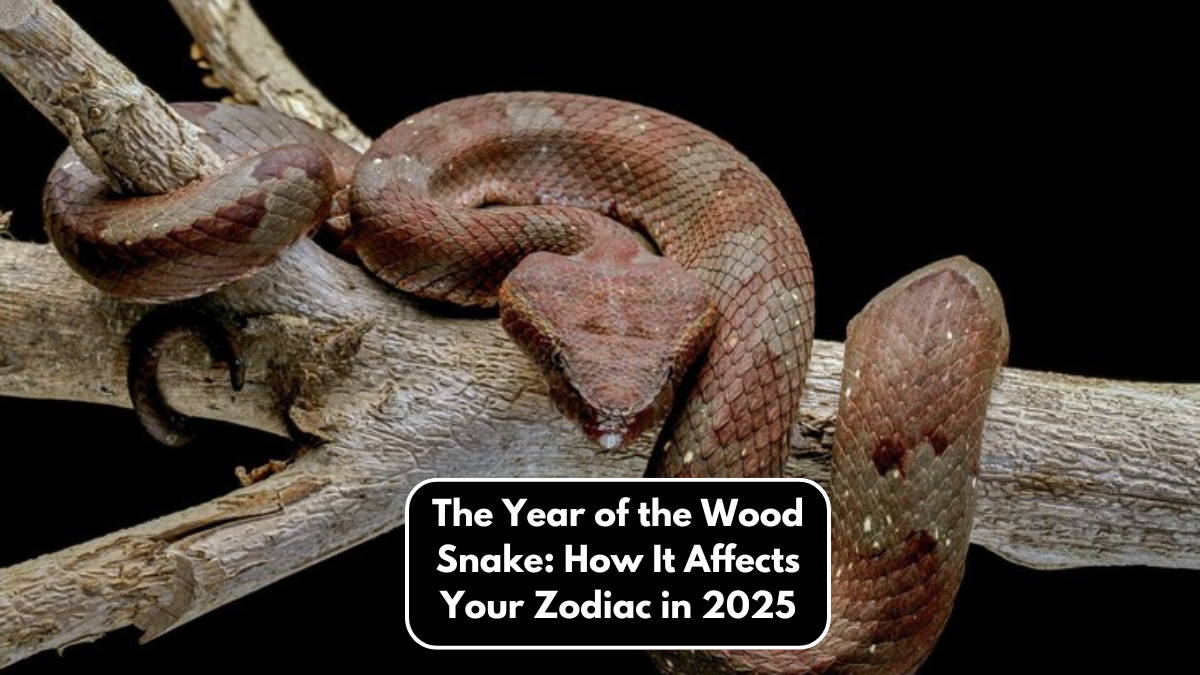 The Year of the Wood Snake: How It Affects Your Zodiac in 2025